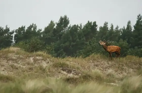 Fischland Darss-Zingst 09-2024