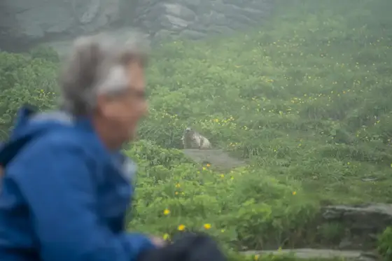 Sensation Bartgeier und Murmeltiere Besondere Erlebnisse am Grossglockner