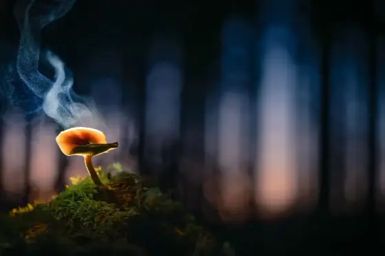 NWPT · Naturfotografie