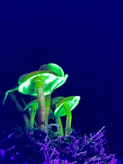 Mushroom Mania