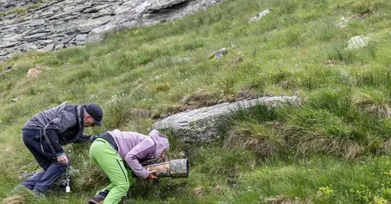 Sensation Bartgeier und Murmeltiere Besondere Erlebnisse am Grossglockner
