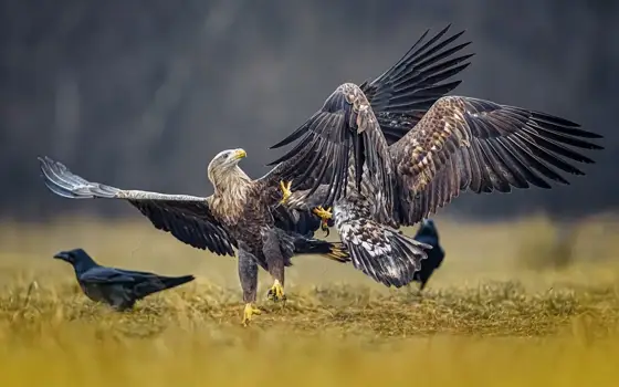 „Seeadler“ 11/22