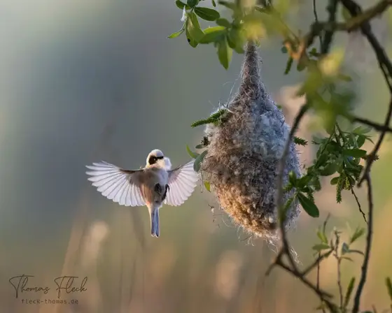 Wildlife Berlin