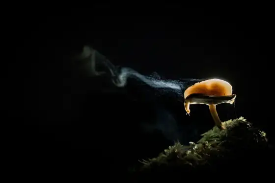 NWPT · Naturfotografie