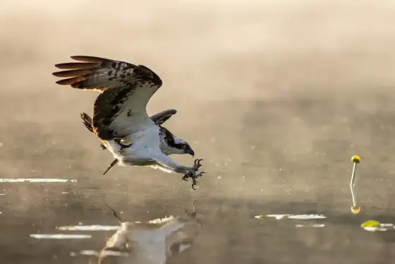 Polen Osprey & Co