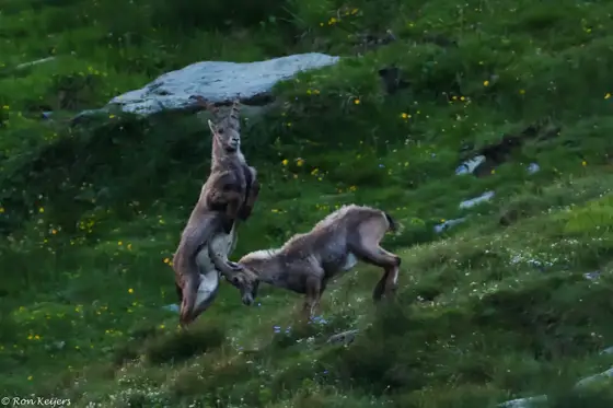 NWPT · Naturfotografie