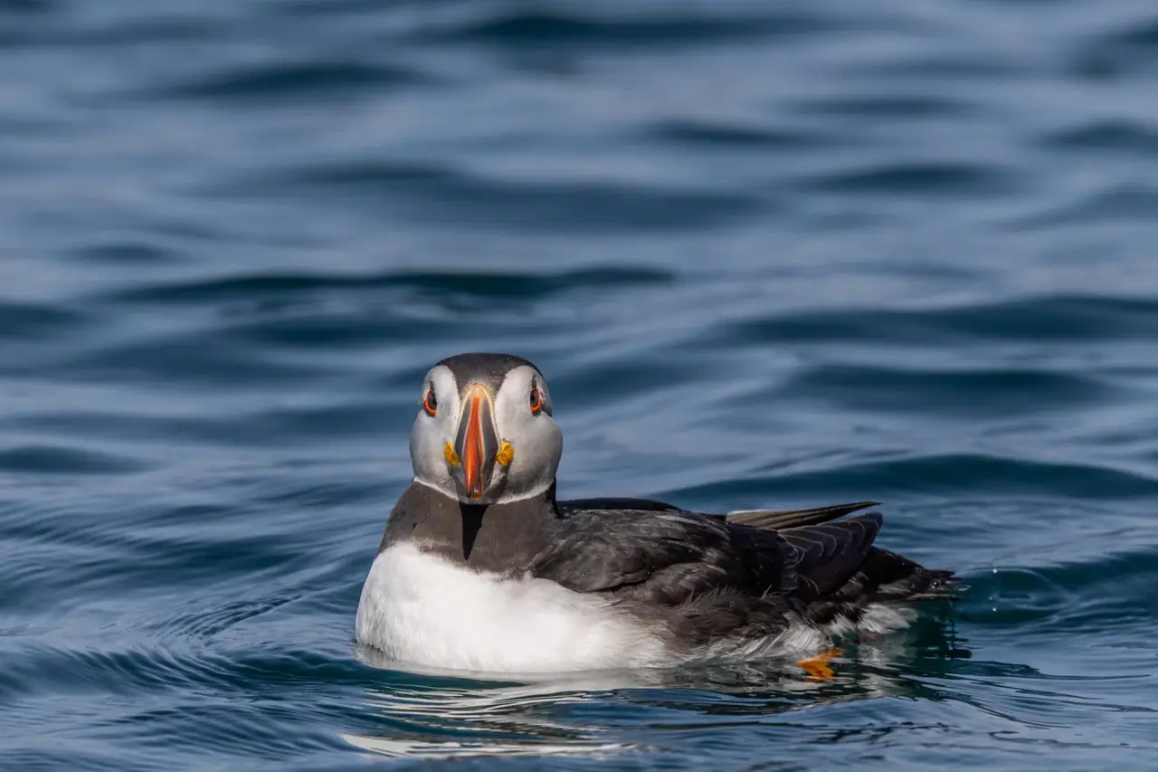 Papageitaucher auf dem Wasser