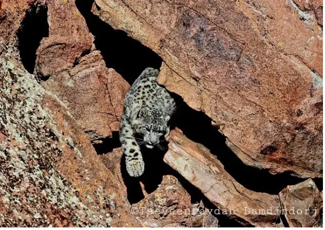 Schneeleopard zwischen Felsen