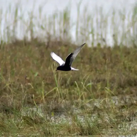 NWPT · Naturfotografie