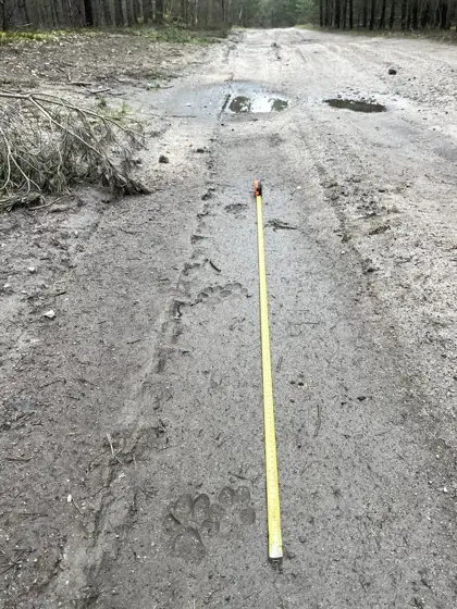 Auf den Spuren des Wolfes