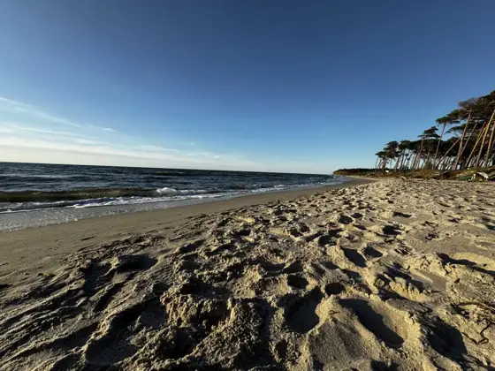 Hirschbrunft, Seehunde, Seeadler und die Schönheit der Ostsee
