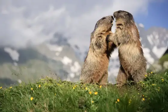Sensation Bartgeier und Murmeltiere Besondere Erlebnisse am Grossglockner
