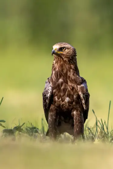 Wildlife in Polen Sommer 2024