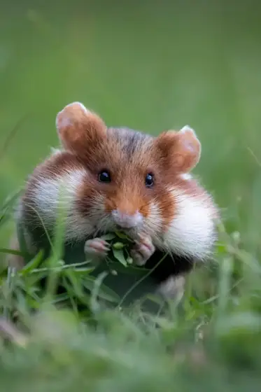 NWPT · Naturfotografie