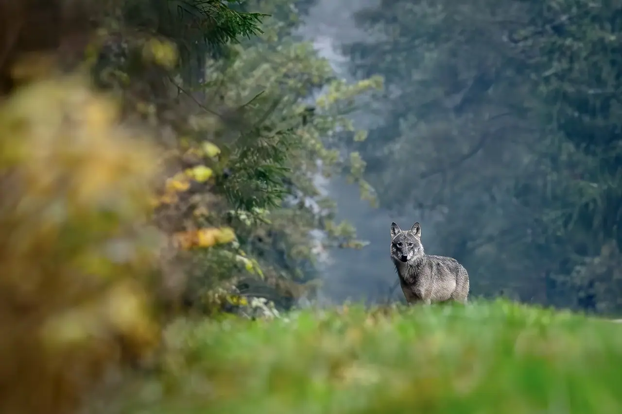 Wolf am Waldrand