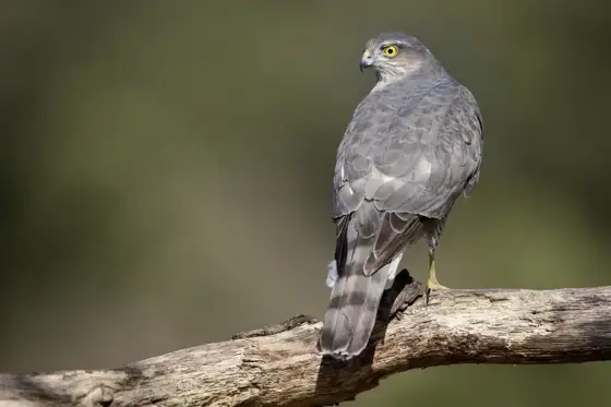 „Niederlande“ 04/22