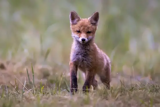 Wildlife in Polen Sommer 2024