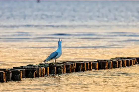 Fischland Darss-Zingst 09-2024