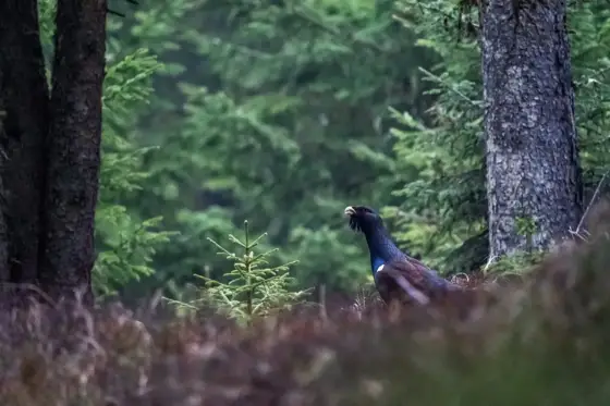 NWPT · Naturfotografie