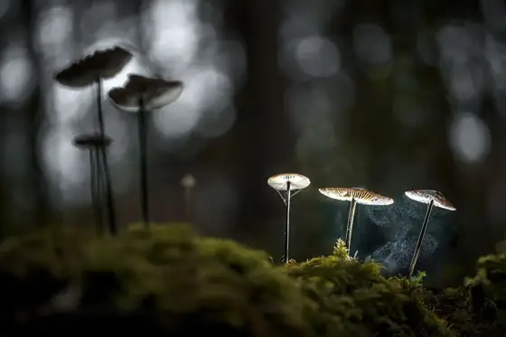 NWPT · Naturfotografie