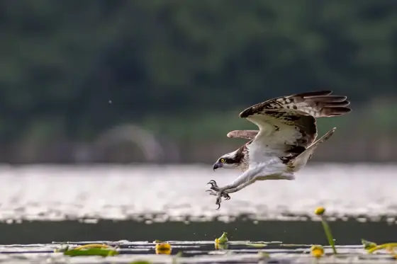 Wildlife in Polen Sommer 2024