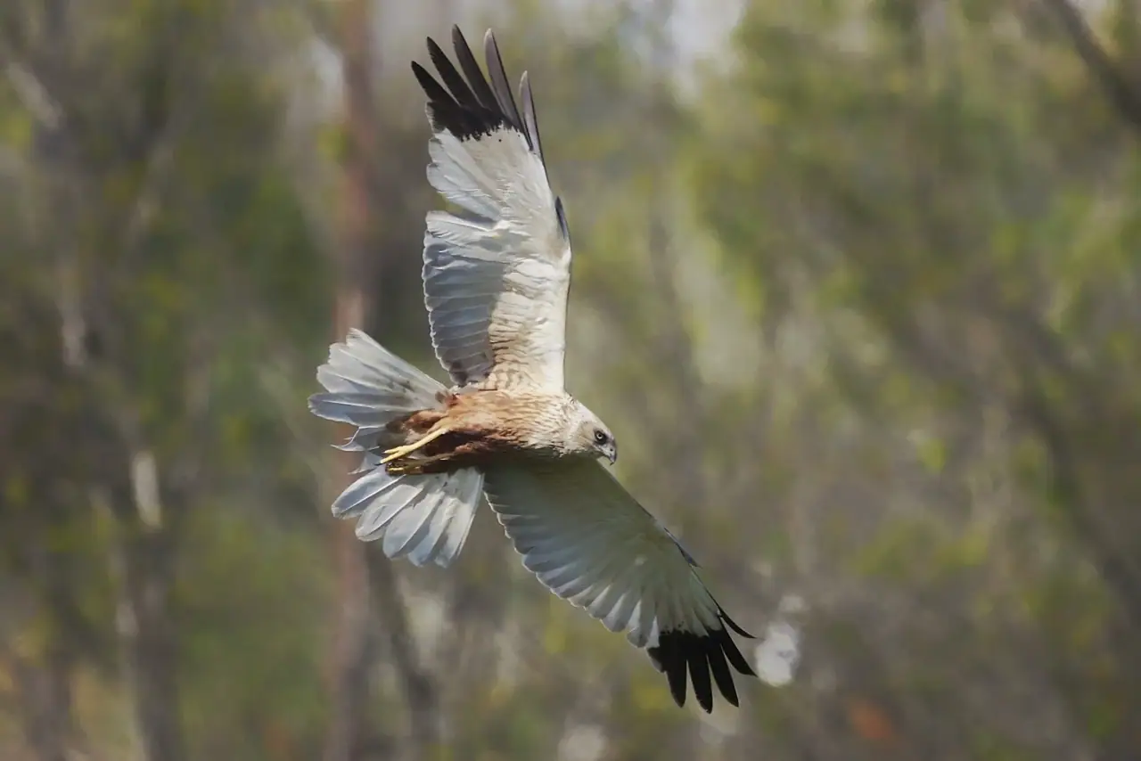 Birding am Neusiedlersee