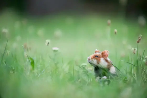 NWPT · Naturfotografie