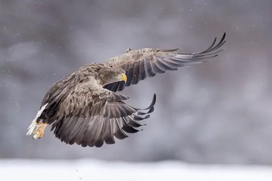 NWPT · Naturfotografie